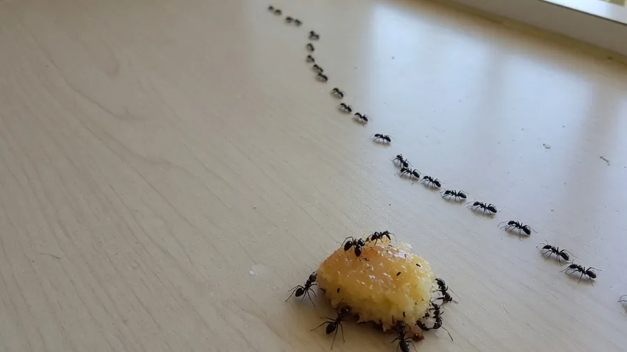 Ant trail on a kitchen bench