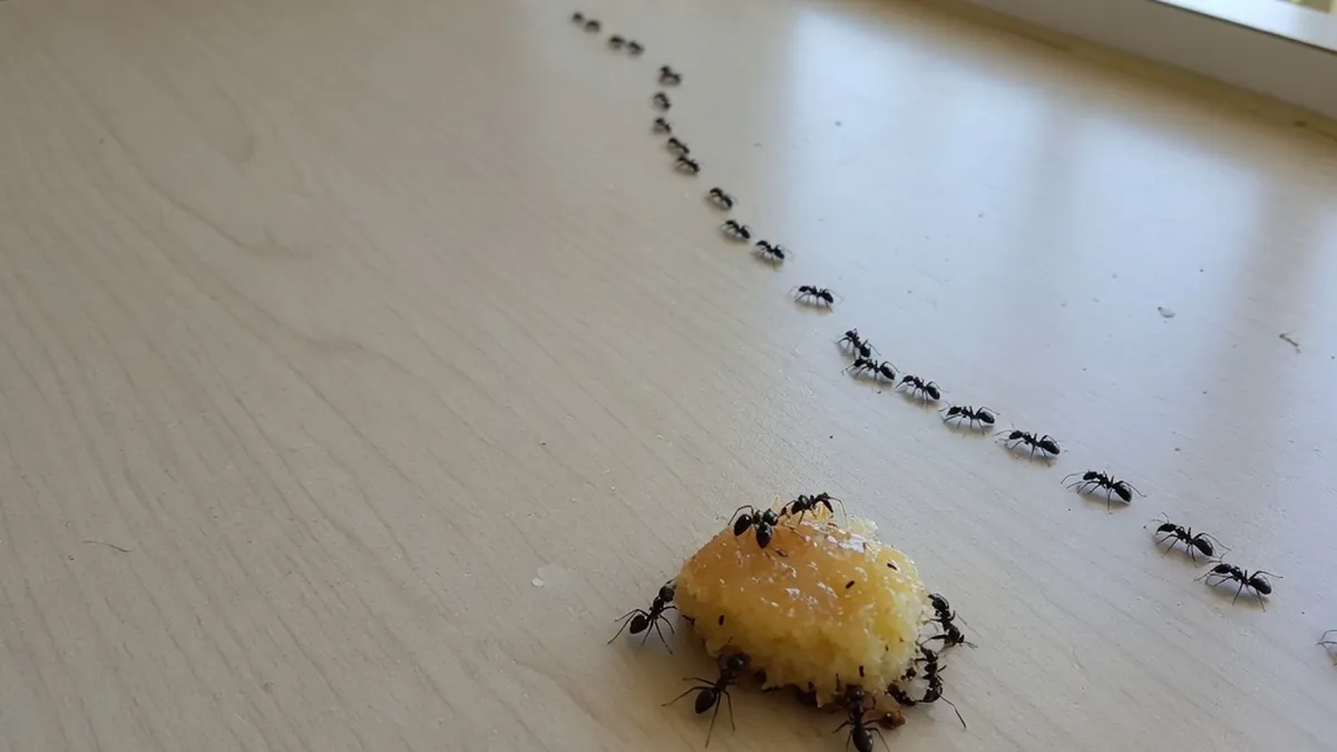 House ants trailing across a kitchen bench