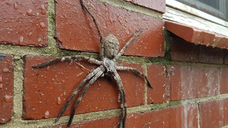 Huntsman on a brick wall