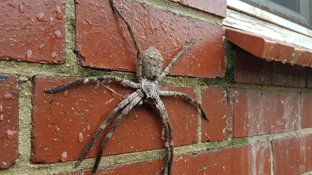 Huntsman spider on a wet brick wall
