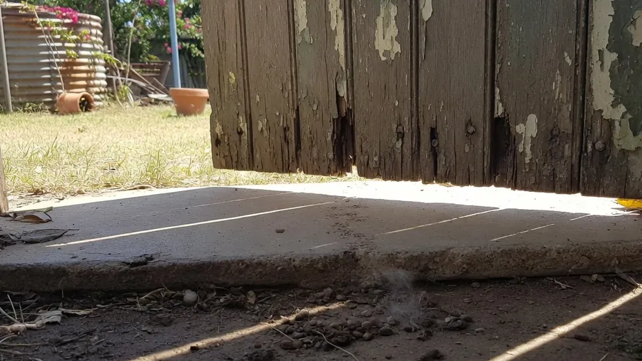 The gap mice use to enter
